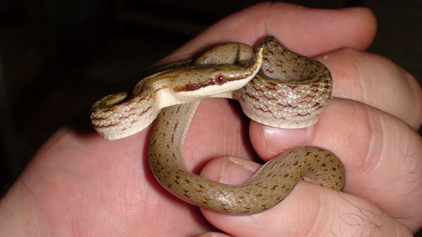 Носатый зеленый полоз Rhynchophis boulengeri 