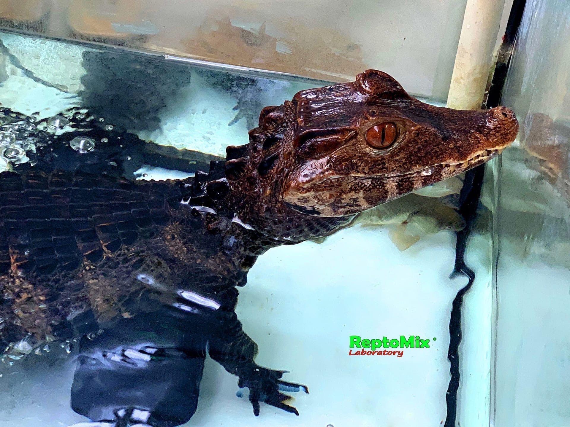 Гладколобый кайман Кювье Paleosuchus palpebrosus