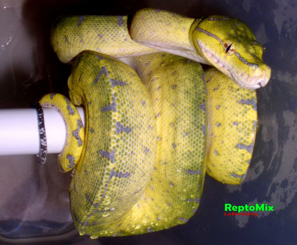 Зелёный питон Morelia viridis (Jayapura)