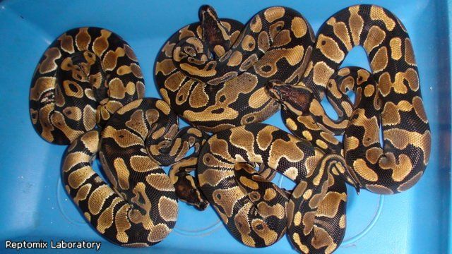 Королевский питон Python regius (normal) 