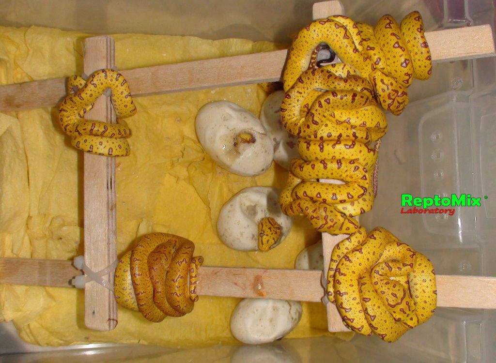 Зелёный питон (Aru x Biak var."Lemon Tree") Morelia viridis (Aru x Biak var."Lemon Tree")