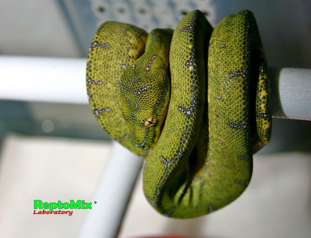 Зелёный питон Morelia viridis (Sorong) 