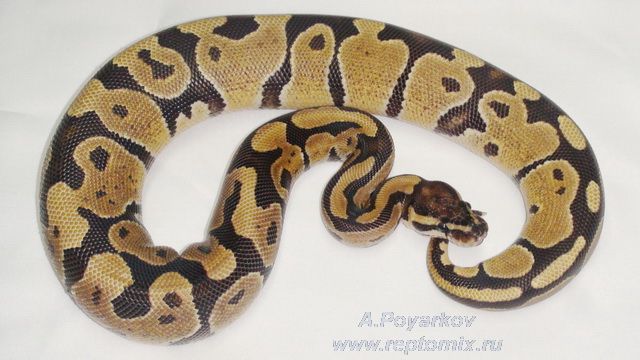 Королевский питон Python regius Fire