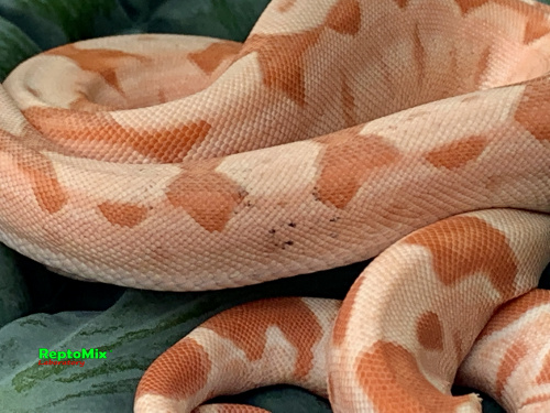 BCI SalmonHypo Sanglow (Kahl)