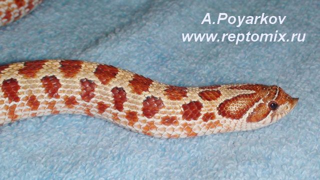 Свиноносая змея  Heterodon nasicus Hypo, het.Red Albino