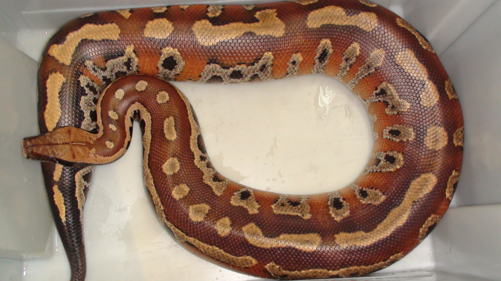 Короткохвостый питон Python сurtus brongersmai (Northen Sumatra) 