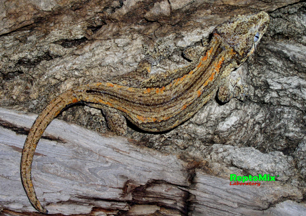 Ушастый новокаледонский геккон Rhacodactylus auriculatus