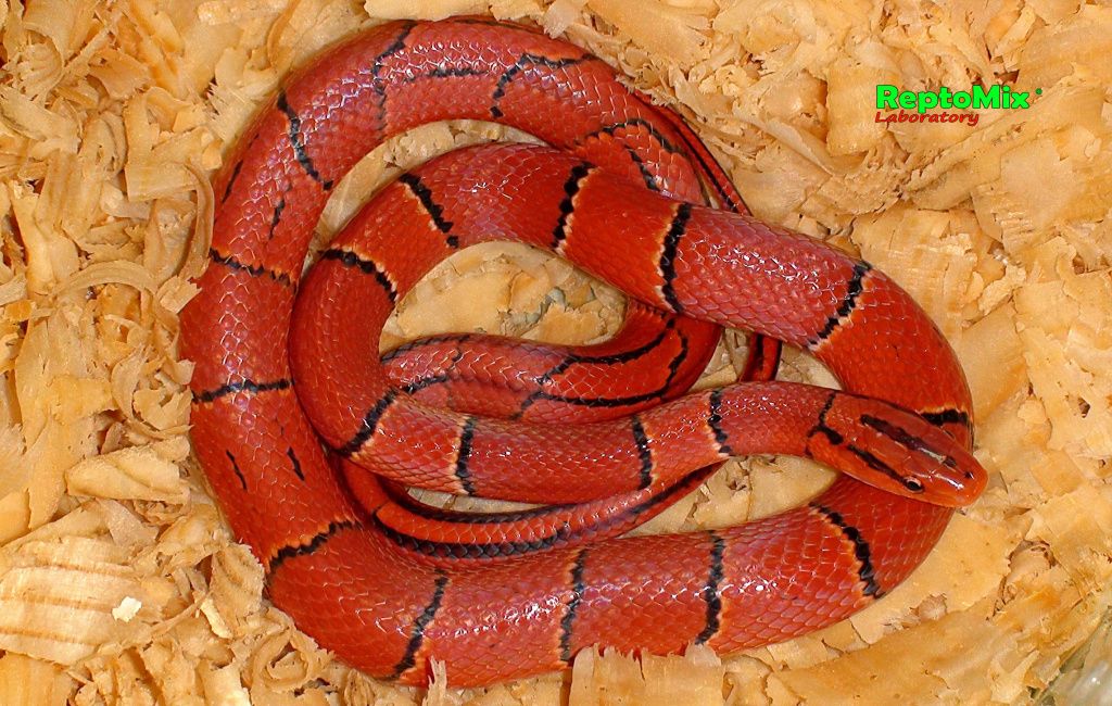 Бамбуковый полоз Малазийский Oreophis porphyraceus laticinctus Cameron highlands (Malaysia)