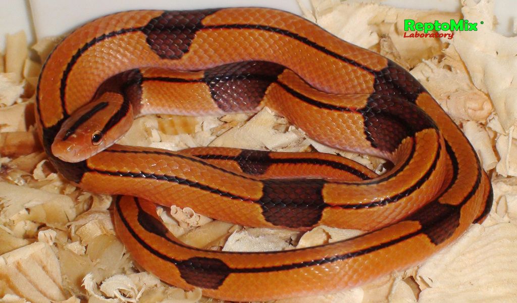 Бамбуковый полоз Oreophis porphyraceus vaillanti