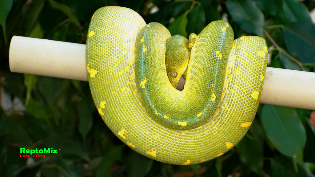 Зелёный питон Morelia viridis (Sorong) 