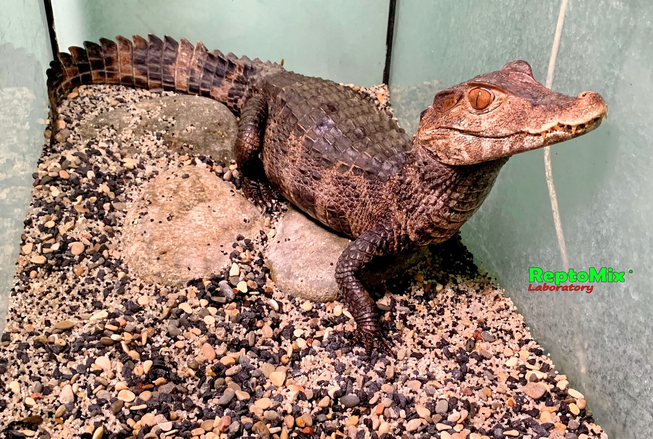 Гладколобый кайман Кювье Paleosuchus palpebrosus