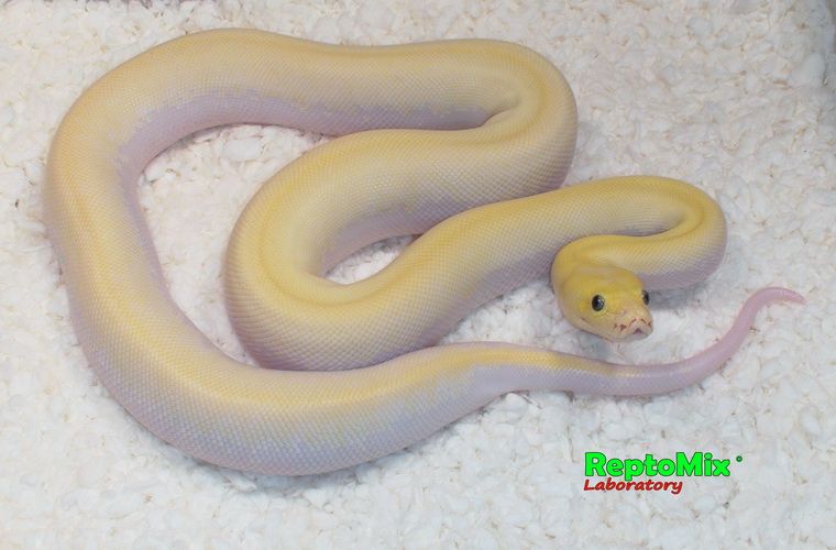 Темный тигровый питон Ивори Python molurus bivittatus Ivory-Platinum