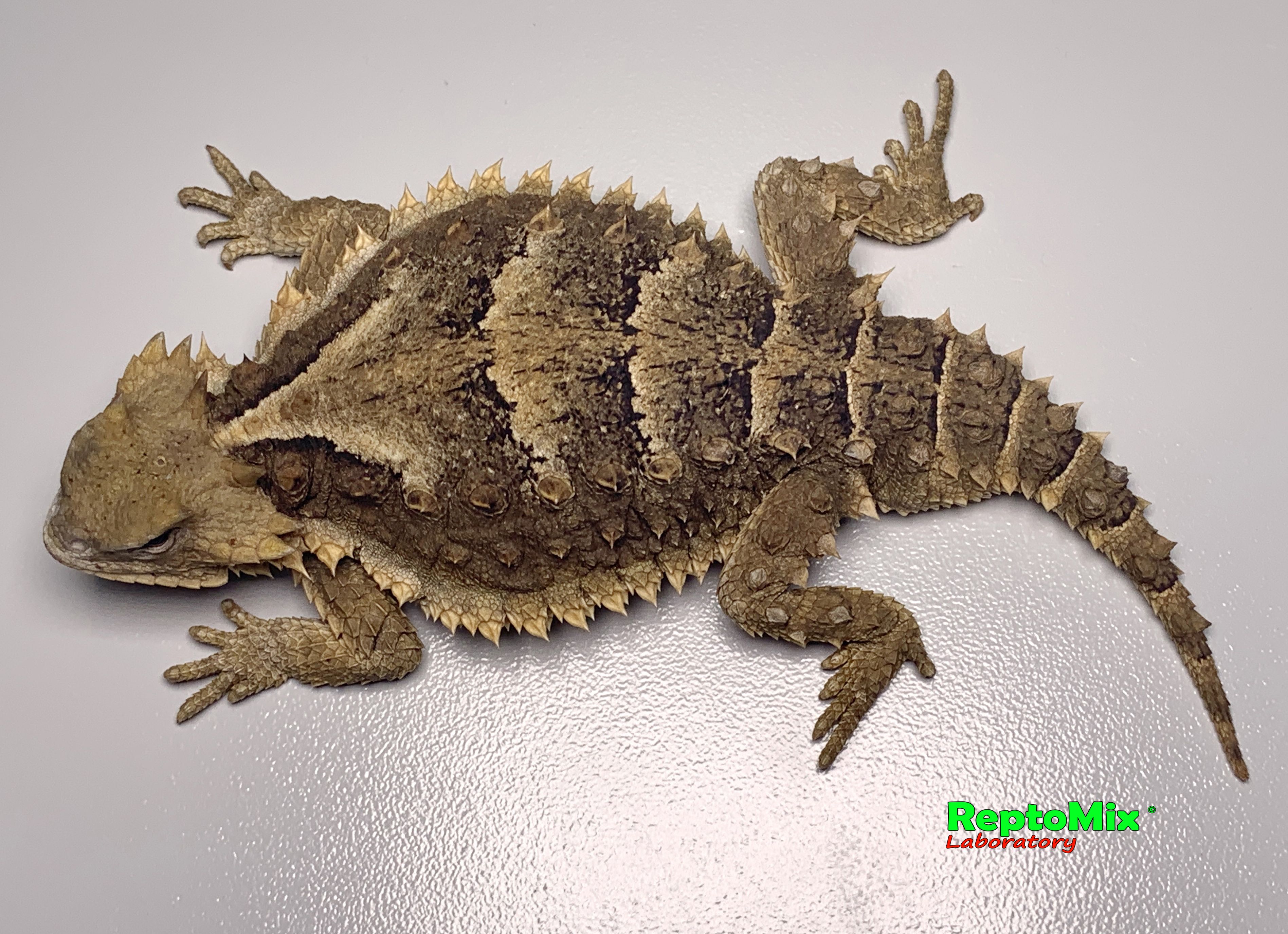 Гиганская жабовидная ящерица Phrynosoma asio 