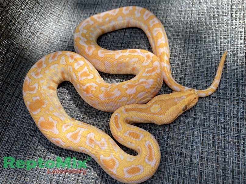 Темный тигровый питон Albino