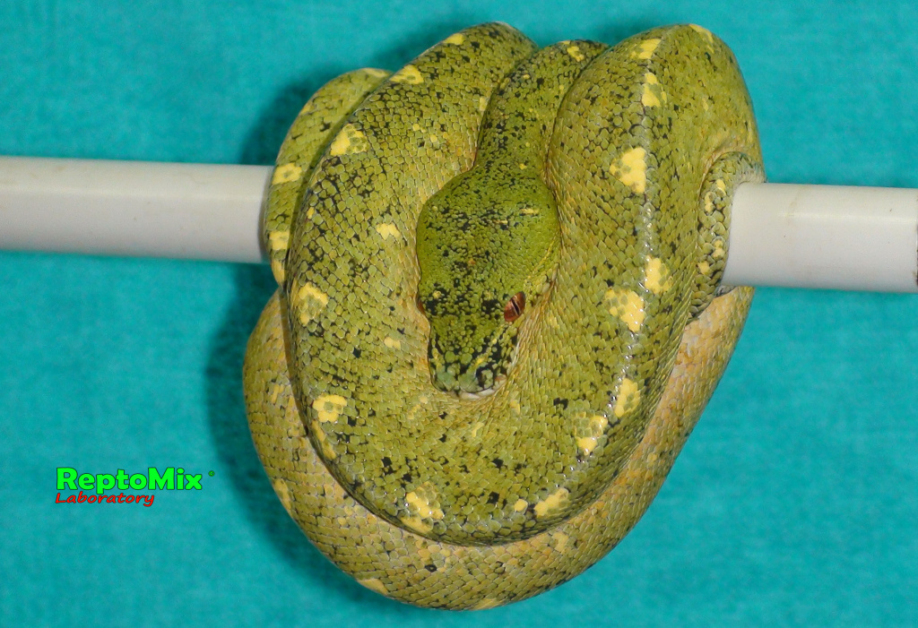 Зелёный питон локалитет Arfak Morelia viridis (Arfak)