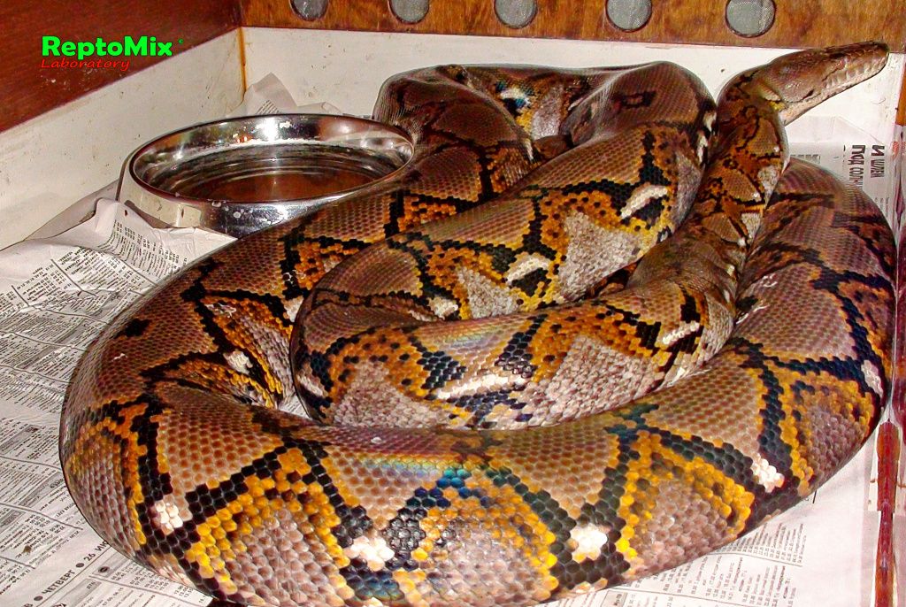 Сетчатый питон Python reticulatus (Java)