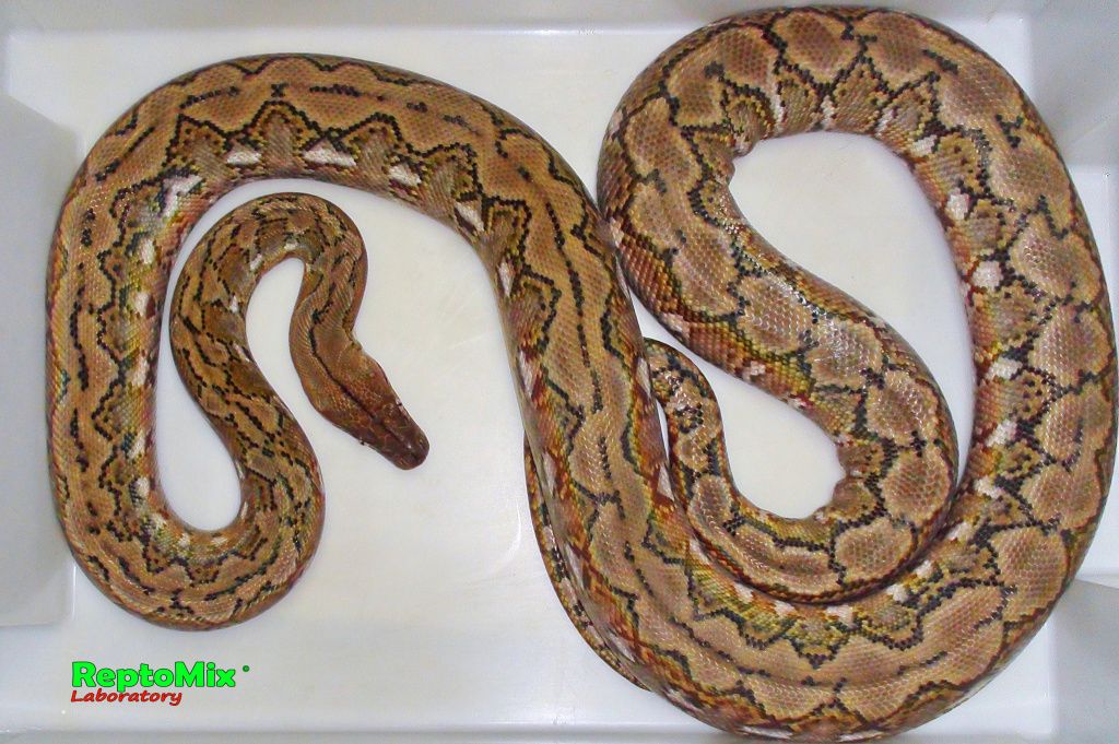 Сетчатый  питон с о. Джампея Python reticulatus jampeanus 