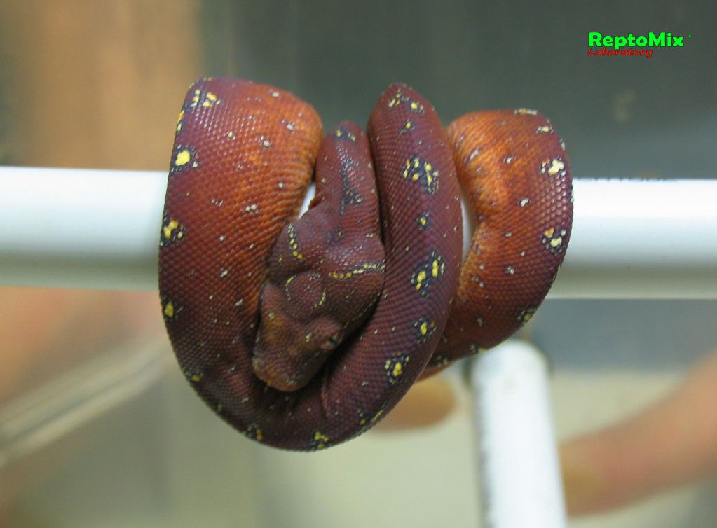 Зелёный питон Morelia viridis Mix