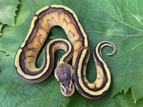 Купить королевский питон python regius pastel, genetic stripe , большой выбор и полезная информация по содержанию - Питомник экзотических Животных "ReptoMix Laboratory"