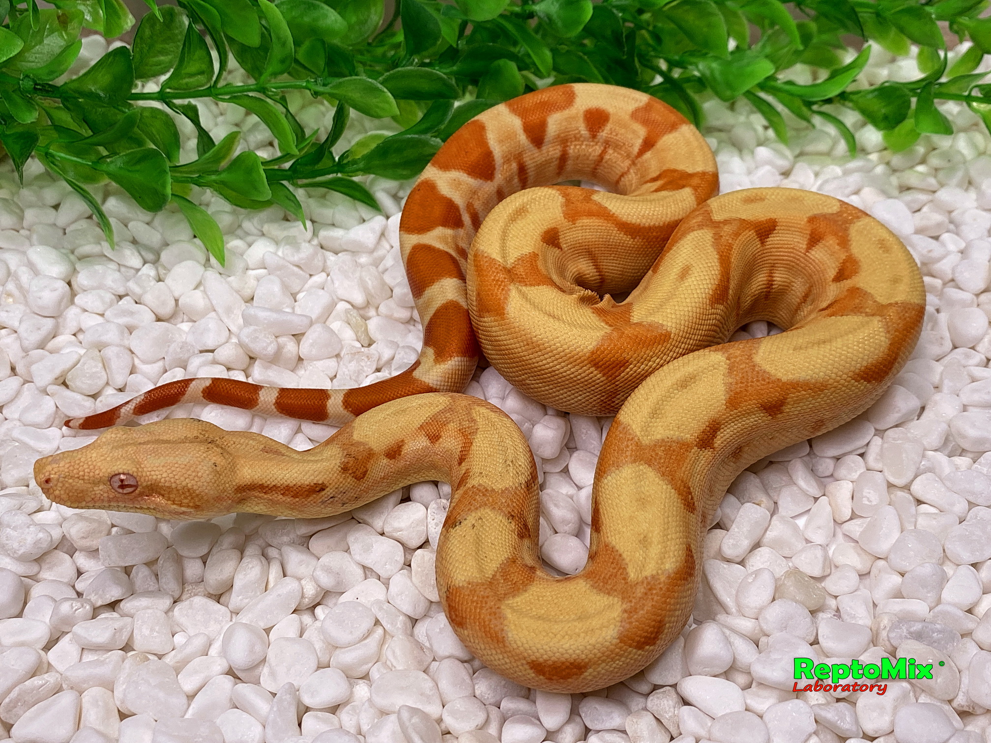 BCI SalmonHypo Sanglow (Kahl)