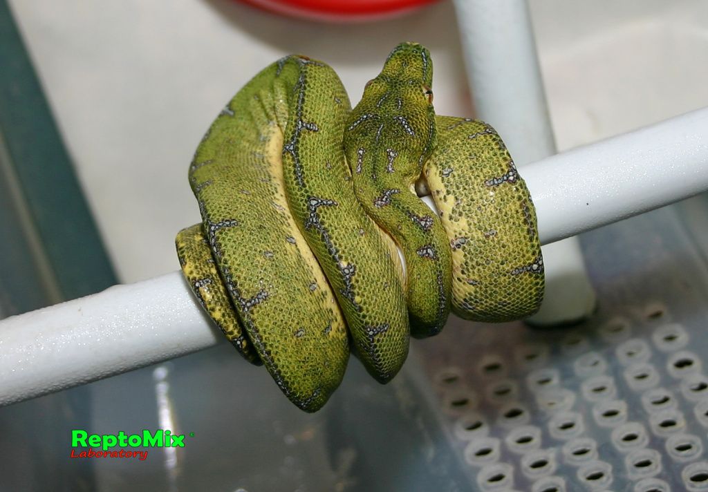 Зелёный питон Morelia viridis (Sorong) 