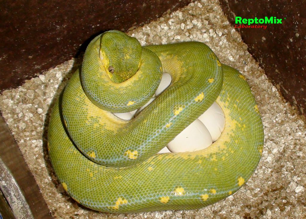 Зелёный питон Morelia viridis (Sorong) 