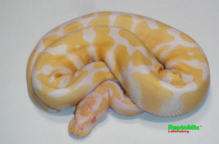 Королевский питон  Python regius Albino