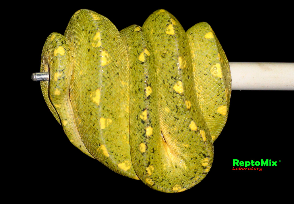 Зелёный питон локалитет Arfak Morelia viridis (Arfak)