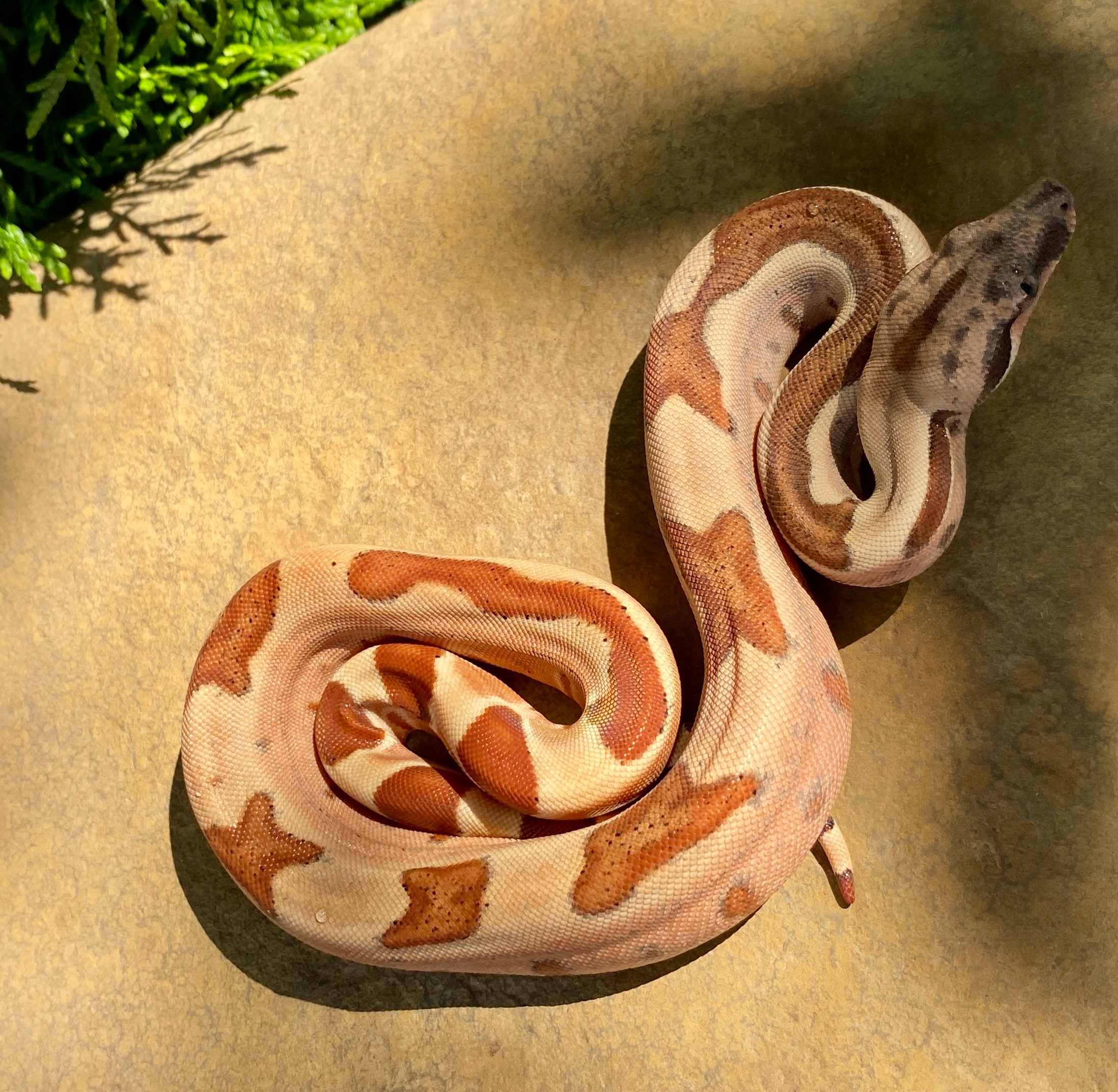 Удав императорский  BCI Salmon Hypо ♀ CB2025