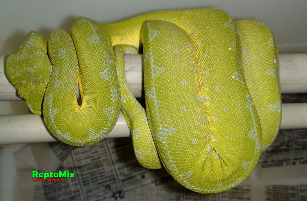 Зелёный питон Morelia viridis (Sorong) 