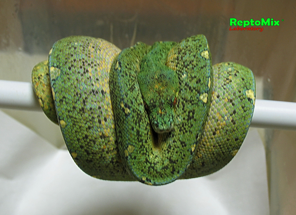 Зелёный питон локалитет Arfak Morelia viridis (Arfak)