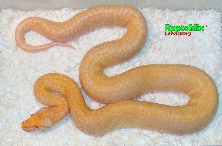 Темный тигровый питон Альбино Перл Python molurus bivittatus Perl (Albino Hypo),Granit