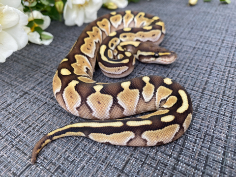 Купить королевский питон python regius lesser, большой выбор и полезная информация по содержанию - Питомник экзотических Животных "ReptoMix Laboratory"