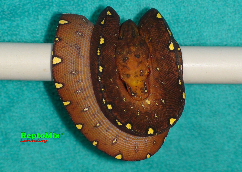 Зелёный питон локалитет Arfak Morelia viridis (Arfak)