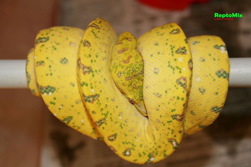 Зелёный питон (Aru x Biak var."Lemon Tree") Morelia viridis (Aru x Biak var."Lemon Tree")