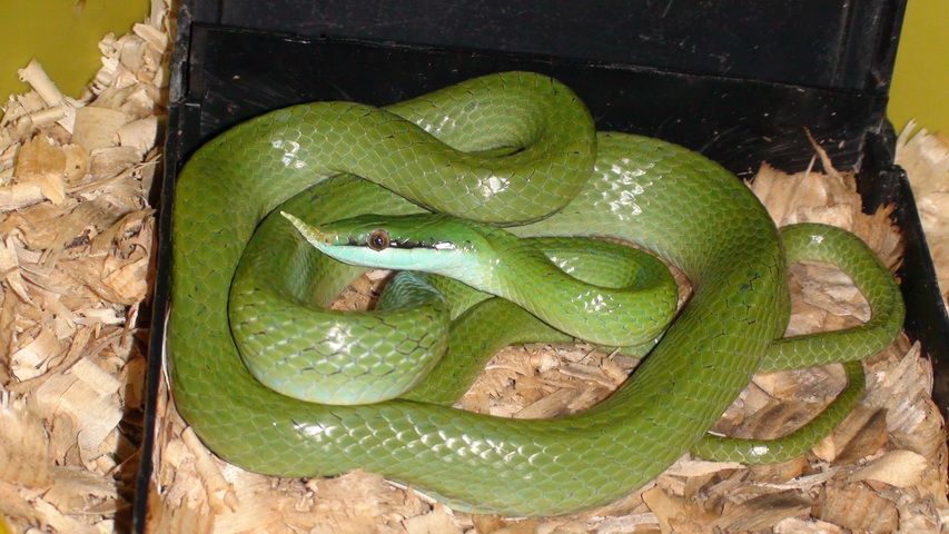 Носатый зеленый полоз Rhynchophis boulengeri 