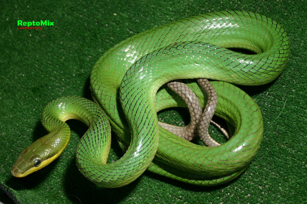 Зеленый полоз Индонезийский Gonyosoma oxycephalum