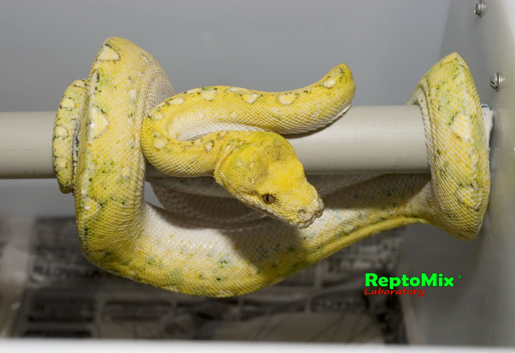 Зелёный питон с о.Биак Morelia viridis (Biak)