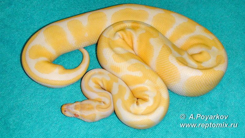 Королевский питон  Python regius Albino