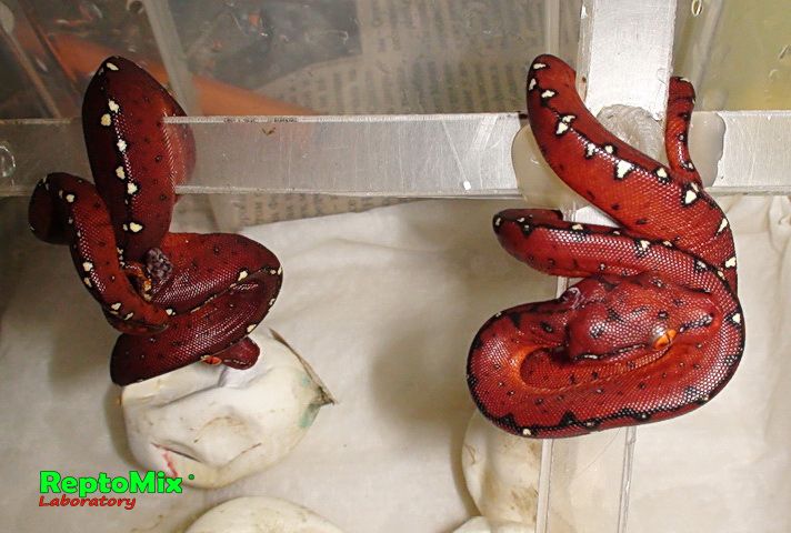 Зелёный питон Morelia viridis (Lereh)