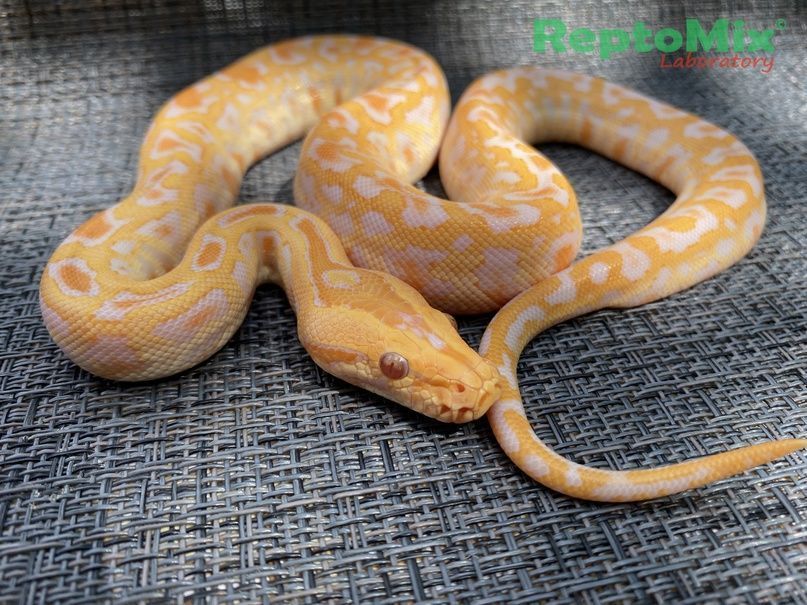 Темный тигровый питон Albino