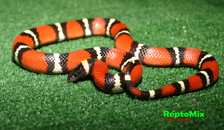 Молочная змея  Lampropeltis triangulum annullata