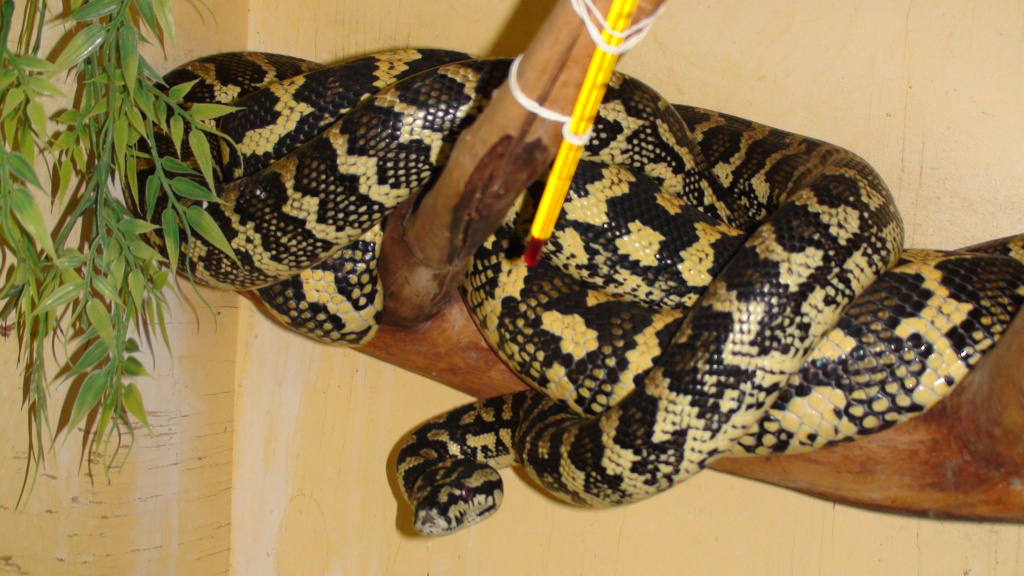 Ромбический питон Чейна  Morelia cheynei
