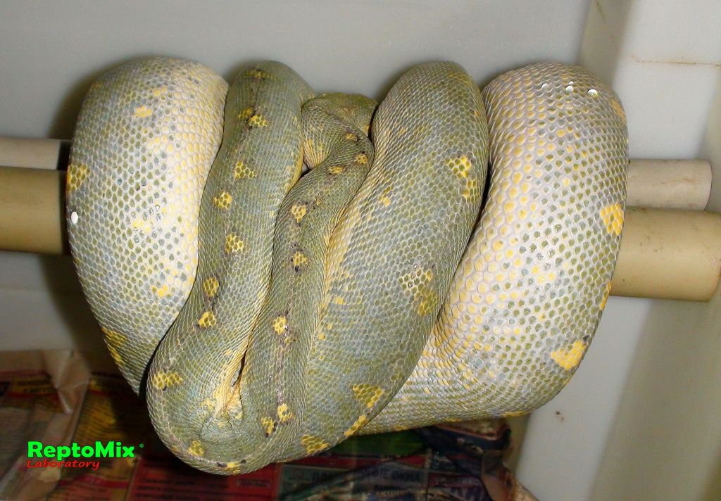 Зелёный питон Morelia viridis (Sorong) 