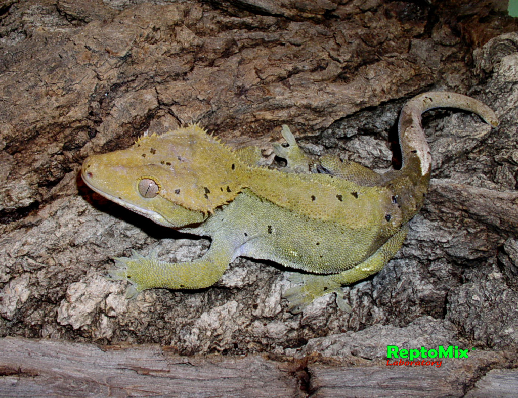 Новокаледонский реснитчатый геккон Rhacodactylus ciliatus