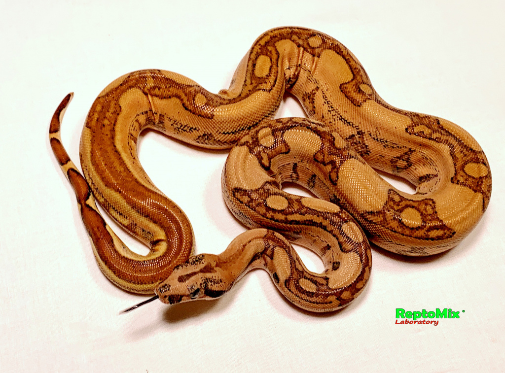 Императорский удав Гипо, Супер Джангл Super Jangl Hypo