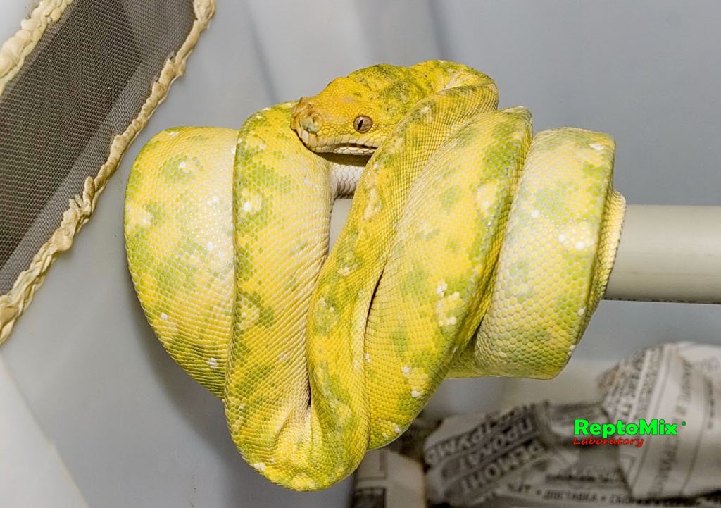 Зелёный питон с о.Биак Morelia viridis (Biak)