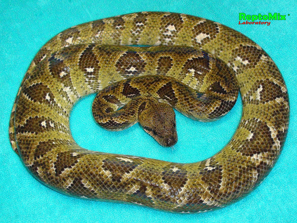 Мадагаскарский древесный удав Sanzinia madagascariensis 