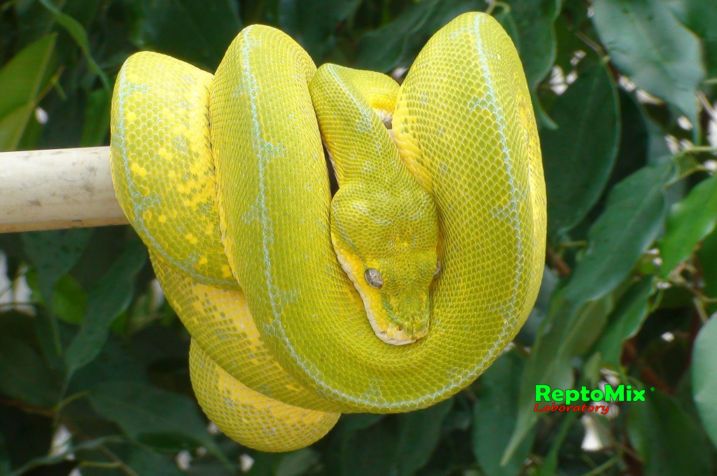 Зелёный питон Morelia viridis (Sorong) 