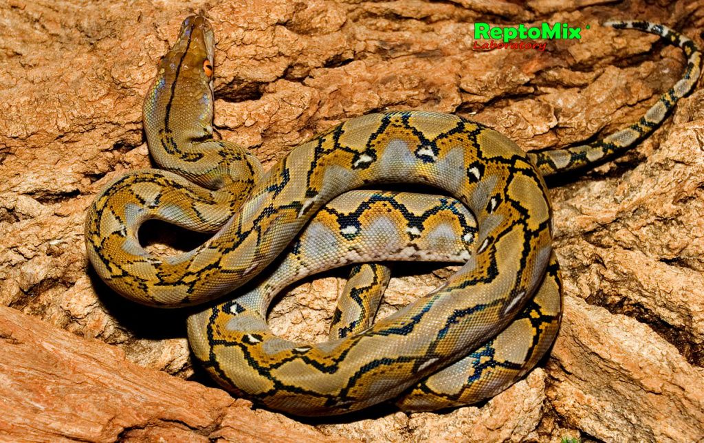 Сетчатый питон Python reticulatus (Java)